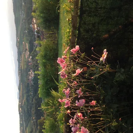 Ca D'rosa Dogliani